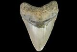 Fossil Megalodon Tooth - North Carolina #109875-1